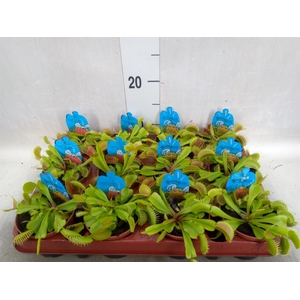 Dionaea muscipula