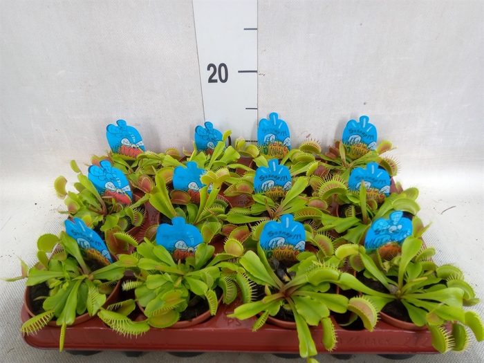 Dionaea muscipula