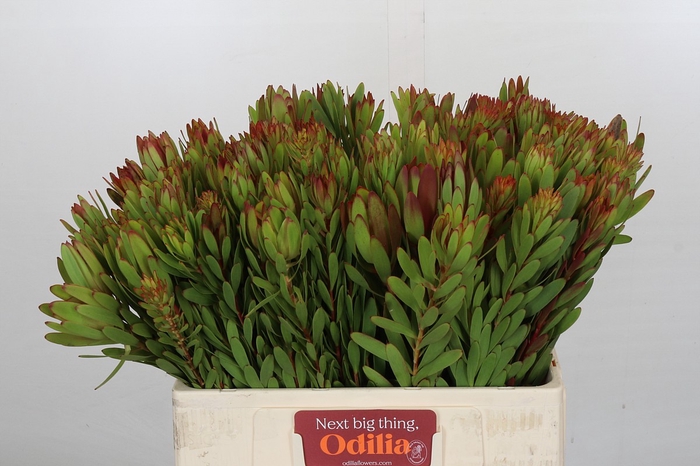 <h4>Leucadendron Safari Sunset</h4>