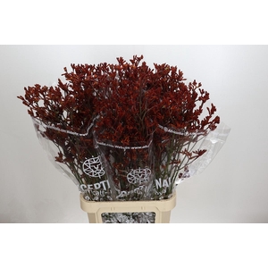 Anigozanthos Skippy Red