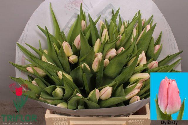 <h4>TU EN DYNASTY</h4>