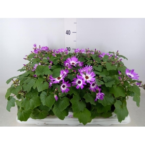 Pericallis cr. 'Senetti Magenta Bi'