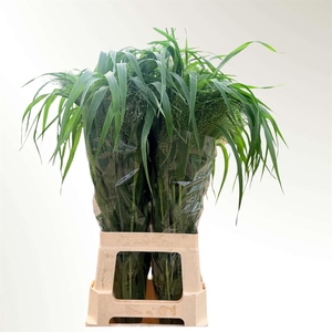 Panicum virg Fontaine