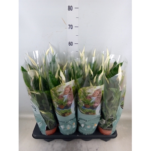 Spathiphyllum  'Sweet Curiosa'