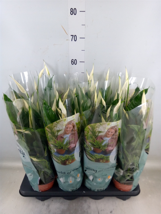 <h4>Spathiphyllum  'Sweet Curiosa'</h4>