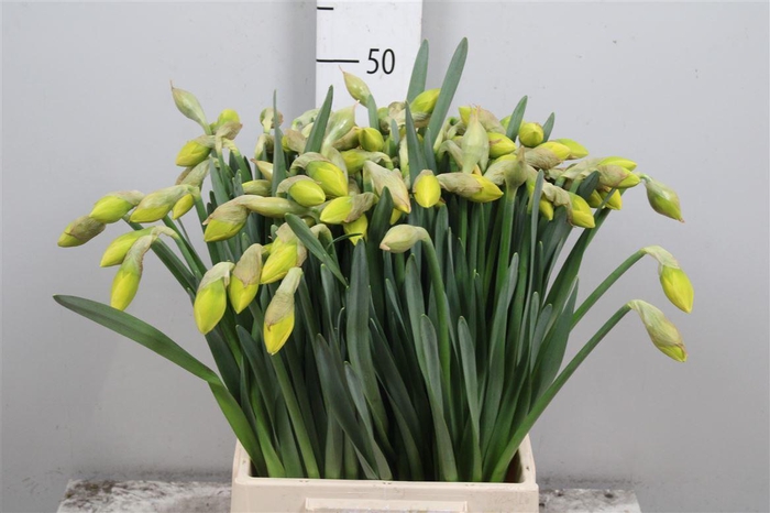 <h4>Narc Du Dick Wilden</h4>