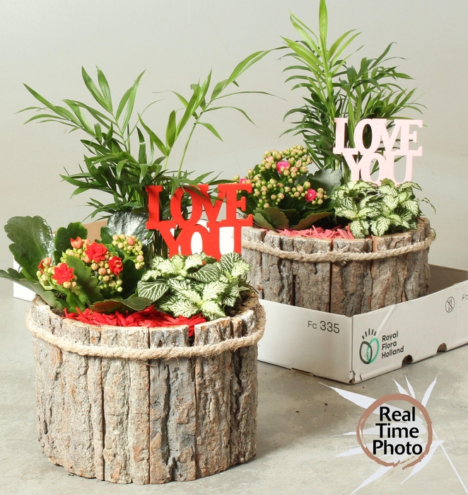 <h4>ARR KAMERPL</h4>