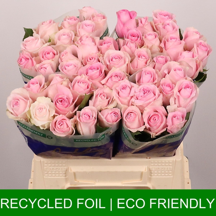 <h4>Revival Angel</h4>