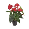 ANTHURIUM DAKOTA P17