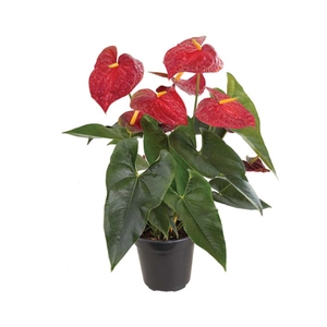 ANTHURIUM DAKOTA P17