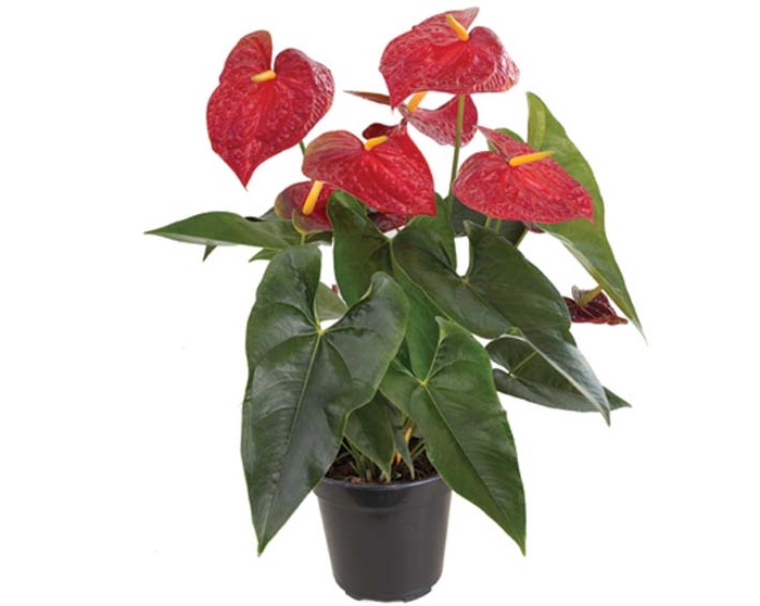 <h4>ANTHURIUM DAKOTA P17</h4>