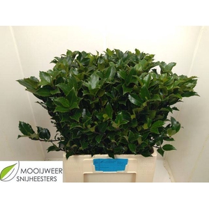 ILEX BL M BLU FANTAS