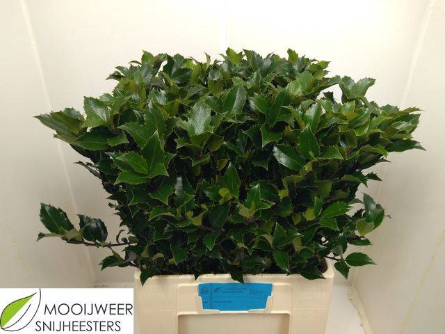 <h4>ILEX BL M BLU FANTAS</h4>