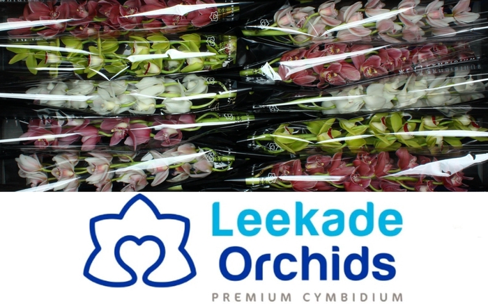 <h4>CYMB MI GEM</h4>