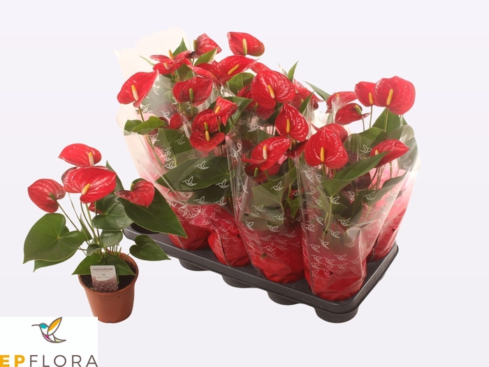 <h4>ANTHU A JAMBO RED</h4>
