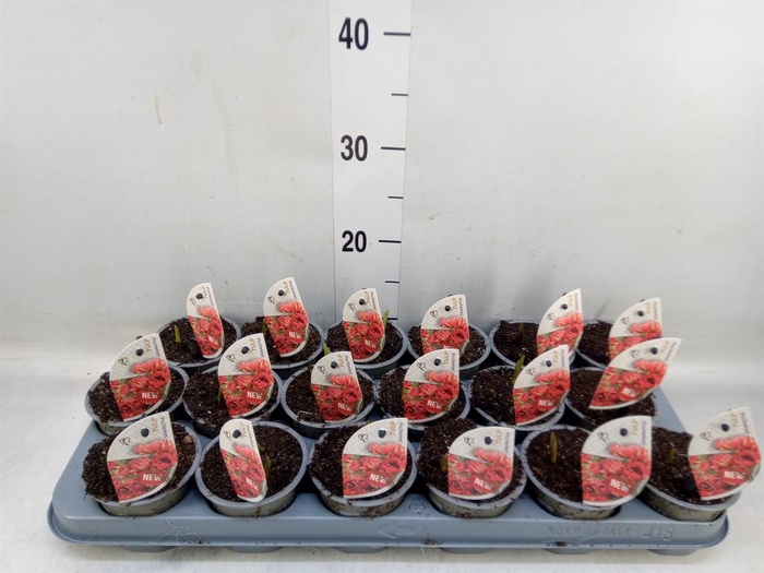 <h4>Tulipa   ...species</h4>