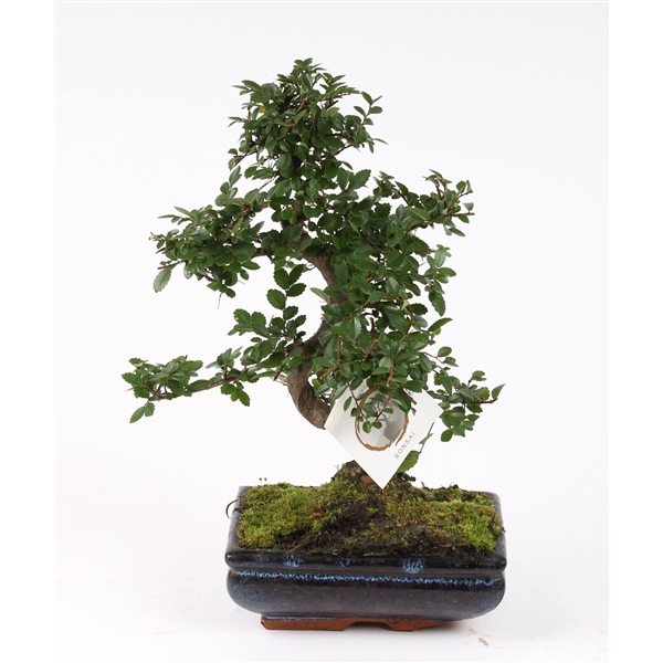 <h4>Bonsai Mix in ø20cm Ceramic S-Shape</h4>