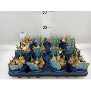 Muscari  'Magic Blue'