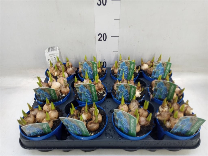 <h4>Muscari  'Magic Blue'</h4>