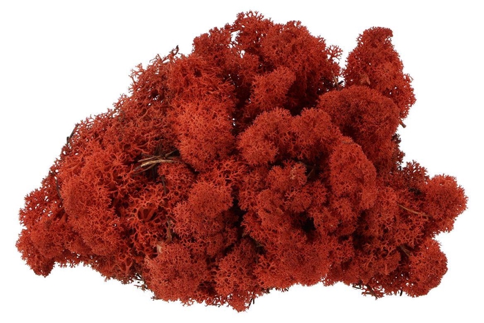 <h4>Mos Iceland Bordeaux 500 Gram</h4>