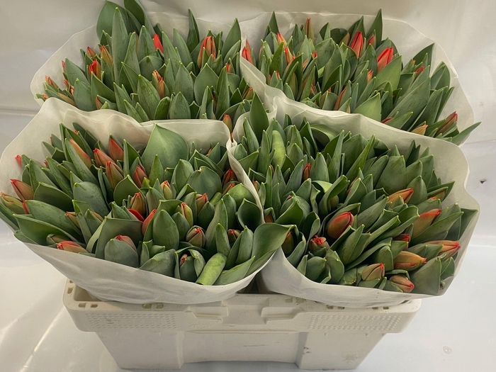 <h4>TU EN RED SOLDIER</h4>