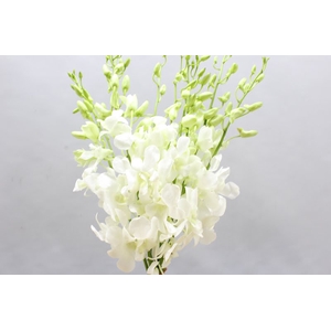 Dendro Bwll Big White