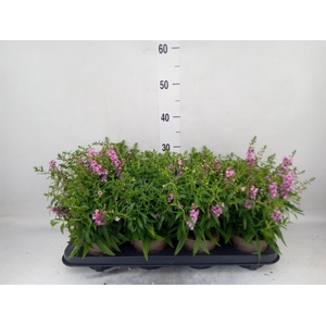Angelonia  'Serena Lavender'