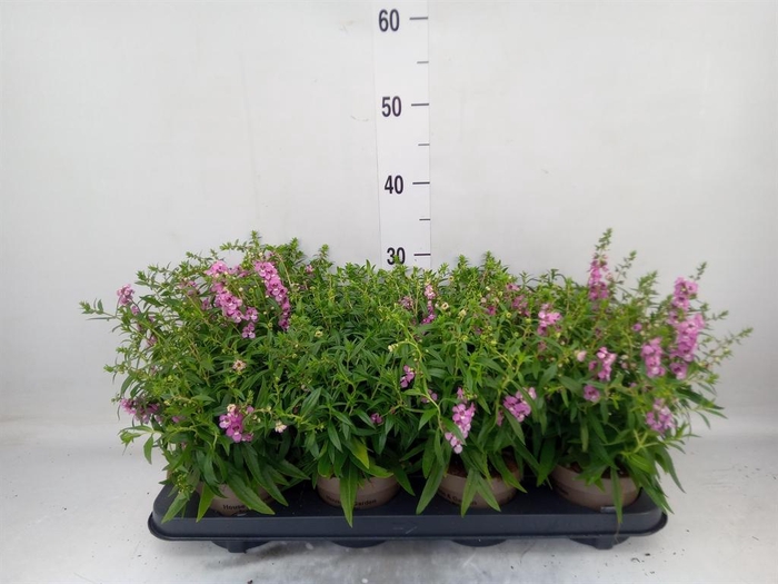 <h4>Angelonia  'Serena Lavender'</h4>