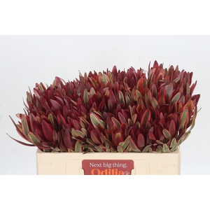 Leucadendron Jester
