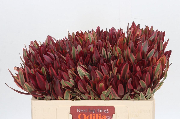 Leucadendron Jester