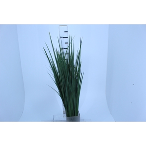 FOLHAGEM MOREIA