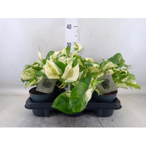 Epipremnum pinn. 'Manjula'