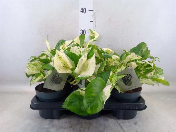 <h4>Epipremnum pinn. 'Manjula'</h4>