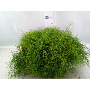 Rhipsalis cassutha