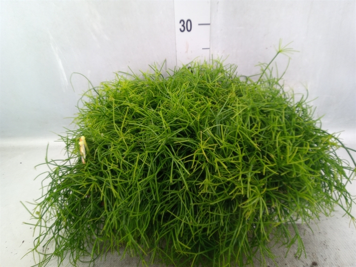 <h4>Rhipsalis cassutha</h4>