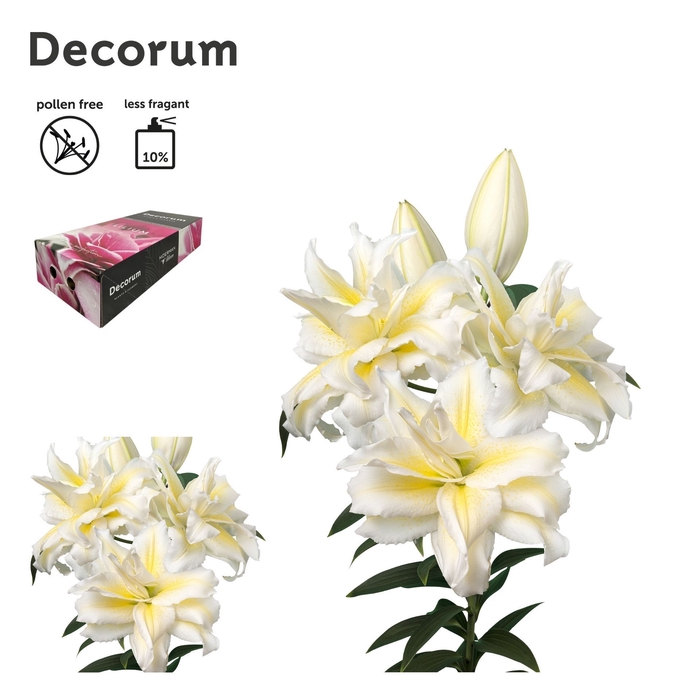 <h4>LI ROSELILY IRVANA 5+ Medium Decorum Box</h4>