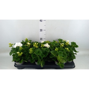 Pelargonium zona. 'Cast Isab White'