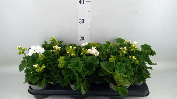 <h4>Pelargonium zona. 'Cast Isab White'</h4>