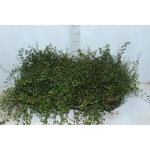MUEHLENBECKIA ANGEL VINE P14