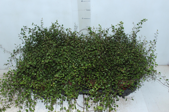 <h4>MUEHLENBECKIA ANGEL VINE P14</h4>