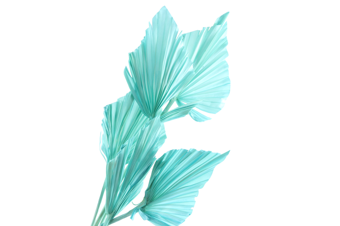 <h4>Palm Spear Blue Light</h4>