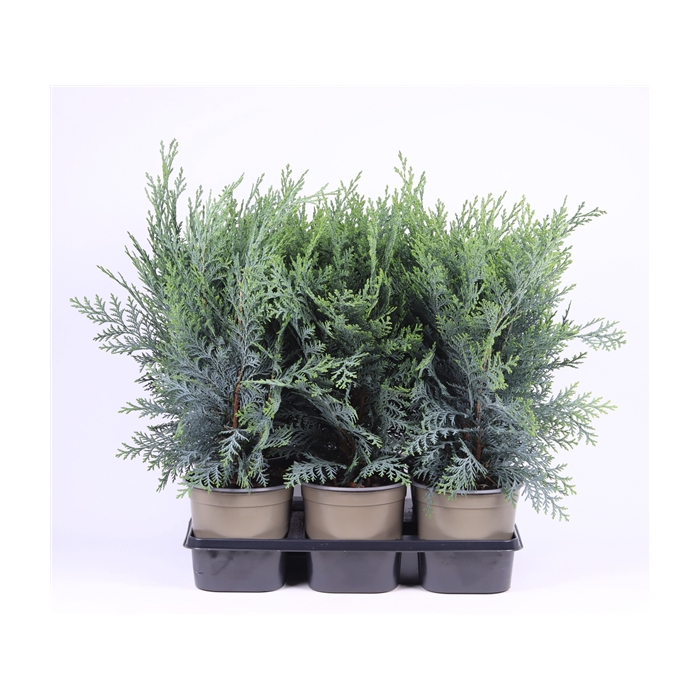 <h4>Chamaecyparis lawsoniana 'Pelt's Blue'</h4>