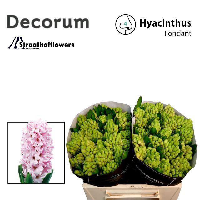 <h4>HYAC FONDANT BUNDT</h4>