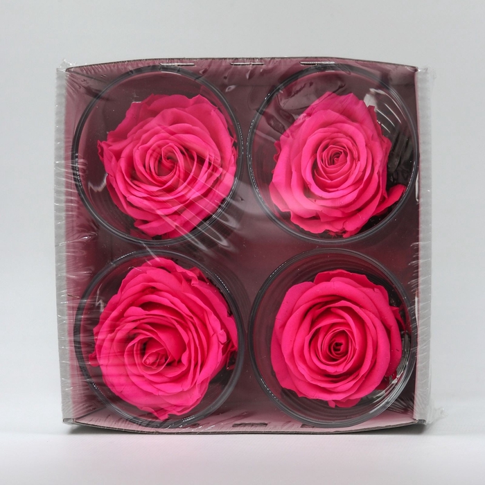Glas kon. roos bright pink 7.2h