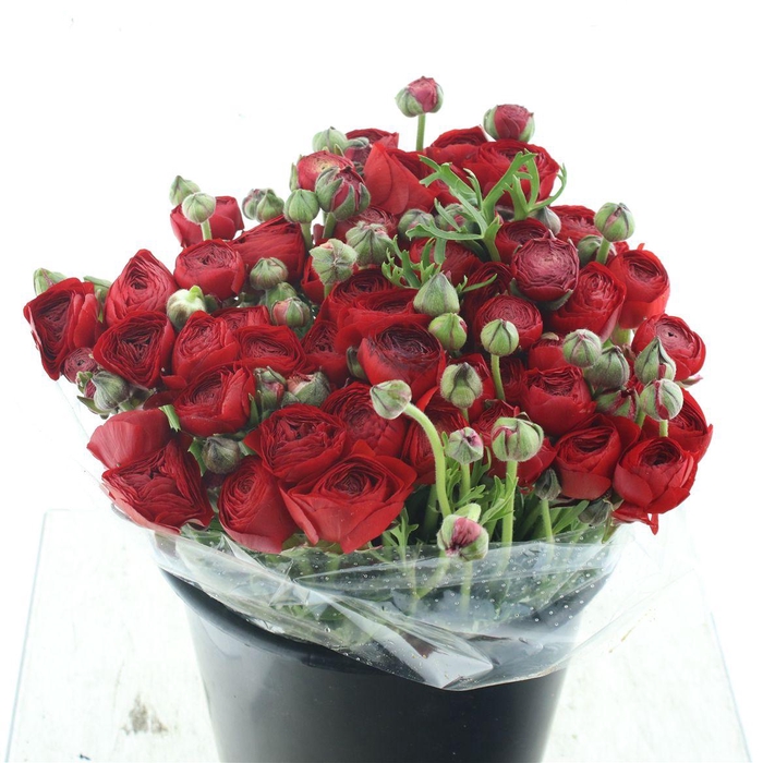 <h4>Ran El Sr Red Super</h4>