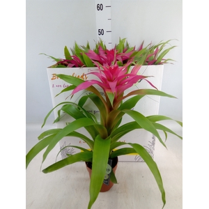 Guzmania  'Deseo Pink'