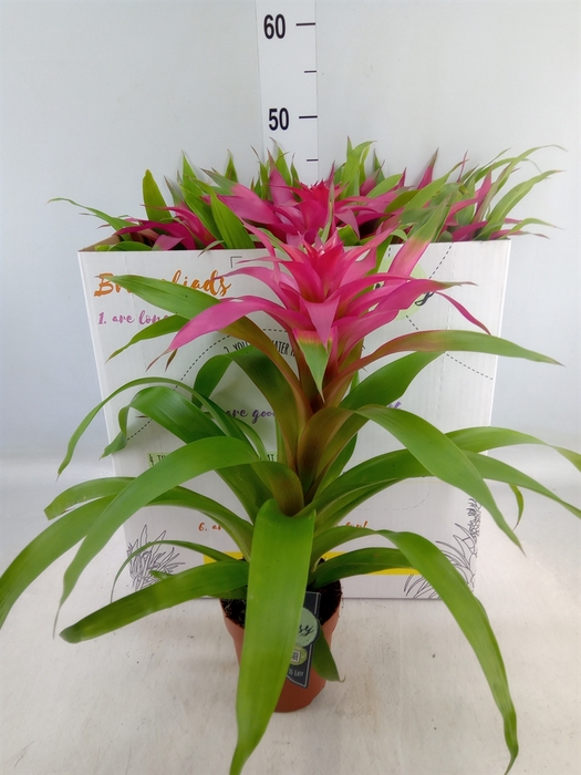 <h4>Guzmania  'Deseo Pink'</h4>