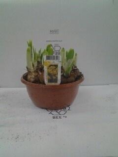 <h4>NARC O TETE A TETE</h4>