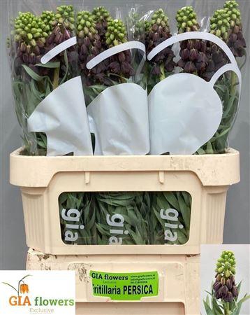 <h4>Frit Persica</h4>