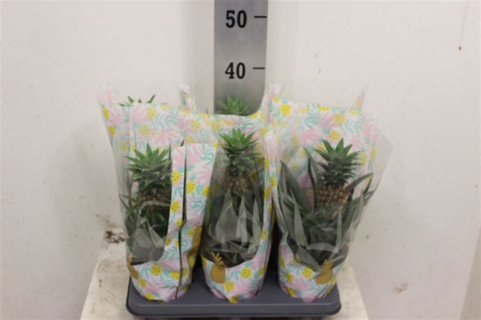 <h4>Ananas Corona</h4>